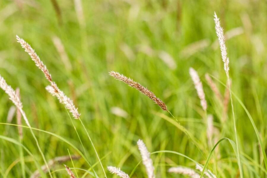 Wimper-Perlgras Melica ciliata 5-10 Topf P9 Melica ciliata