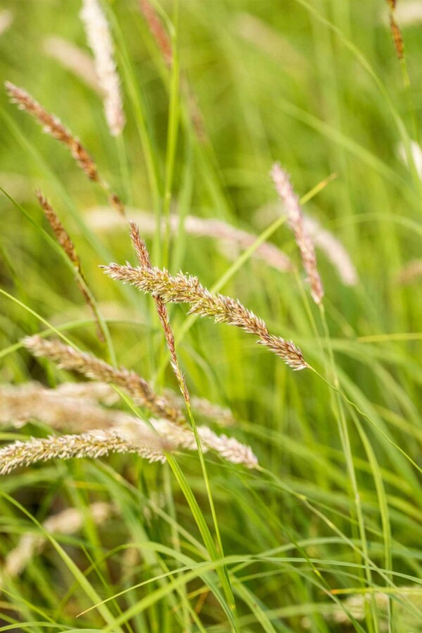 Wimper-Perlgras Melica ciliata 5-10 Topf P9 Melica ciliata