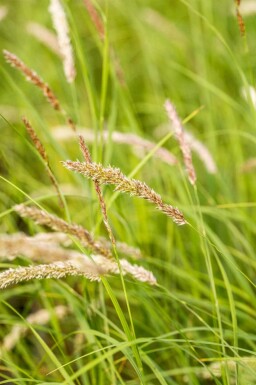 Wimper-Perlgras Melica ciliata 5-10 Topf P9 Melica ciliata