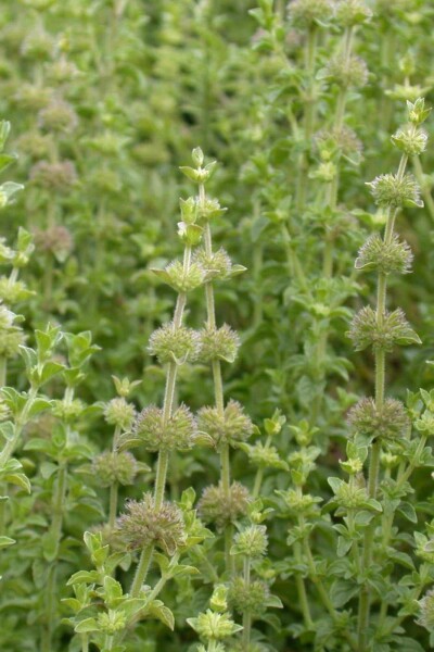 Poleiminze Mentha pulegium 5-10 Topf P9 Mentha pulegium