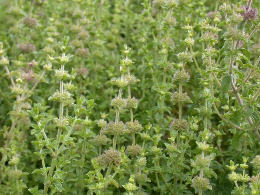 Poleiminze Mentha pulegium 5-10 Topf P9 Mentha pulegium
