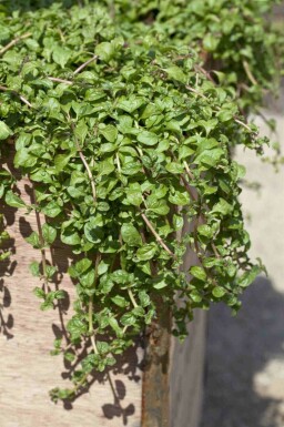 Korsische minze Mentha requienii 5-10 Topf P9 Mentha requienii