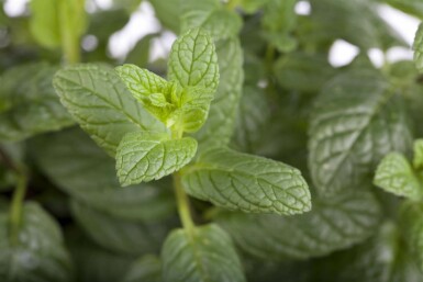Grüne minze Mentha spicata 5-10 Topf P9 Mentha spicata