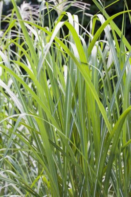 Elefantengras Miscanthus giganteus 5-10 Topf P9 Miscanthus giganteus