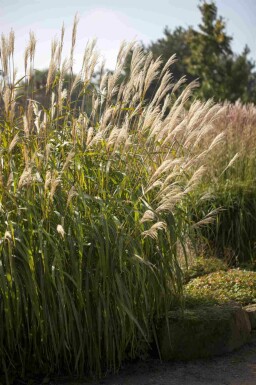 Chinaschilf Miscanthus sinensis 'Adagio' 5-10 Topf P9 Miscanthus sinensis 'Adagio'