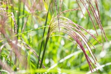 Chinaschilf Miscanthus sinensis 'Flamingo' 5-10 Topf P9 Miscanthus sinensis 'Flamingo'