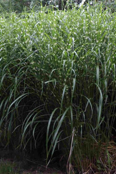 Chinaschilf Miscanthus sinensis 'Little Zebra' 5-10 Topf P9 Miscanthus sinensis 'Little Zebra'