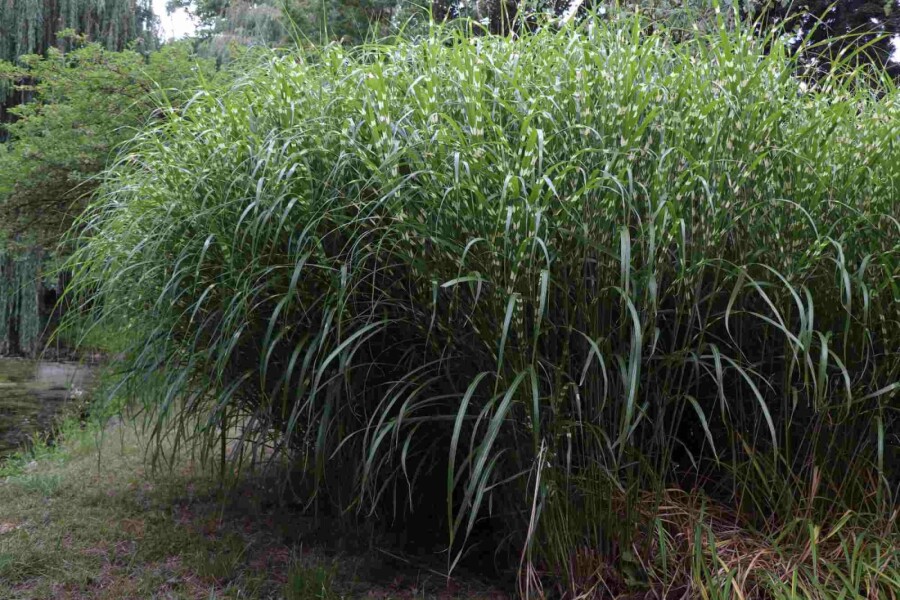 Chinaschilf Miscanthus sinensis 'Little Zebra' 5-10 Topf P9 Miscanthus sinensis 'Little Zebra'