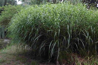 Chinaschilf Miscanthus sinensis 'Little Zebra' 5-10 Topf P9 Miscanthus sinensis 'Little Zebra'