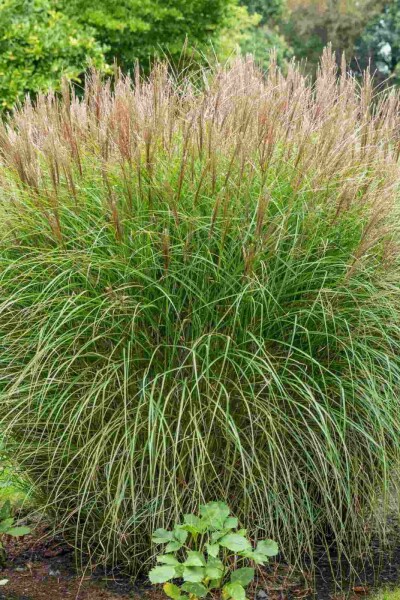 Chinaschilf Miscanthus sinensis 5-10 Topf P9 Miscanthus sinensis