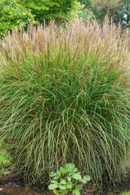 Chinaschilf Miscanthus sinensis 5-10 Topf P9 Miscanthus sinensis
