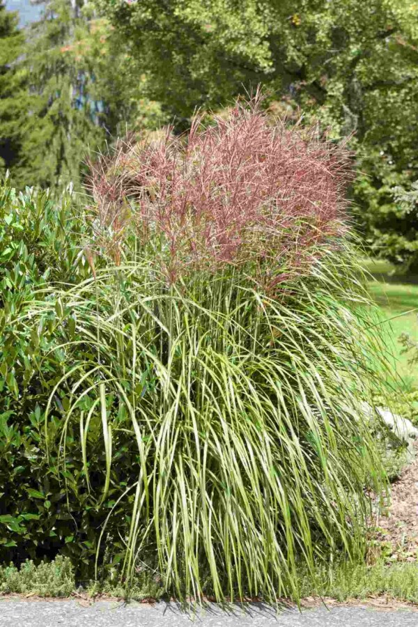 Chinaschilf Miscanthus sinensis 5-10 Topf P9 Miscanthus sinensis