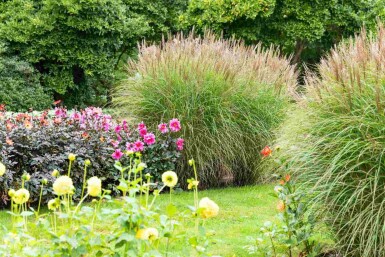 Chinaschilf Miscanthus sinensis 5-10 Topf P9 Miscanthus sinensis