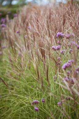 Chinaschilf Miscanthus sinensis 5-10 Topf P9 Miscanthus sinensis