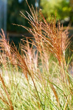 Chinaschilf Miscanthus sinensis 'Red Chief' 5-10 Topf P9 Miscanthus sinensis 'Red Chief'