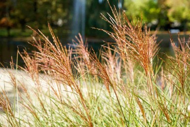 Chinaschilf Miscanthus sinensis 'Red Chief' 5-10 Topf P9 Miscanthus sinensis 'Red Chief'