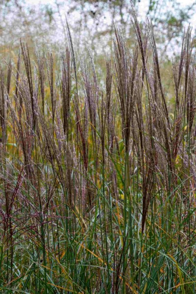 Chinaschilf Miscanthus sinensis 'Yaku Jima' 5-10 Topf P9 Miscanthus sinensis 'Yaku Jima'