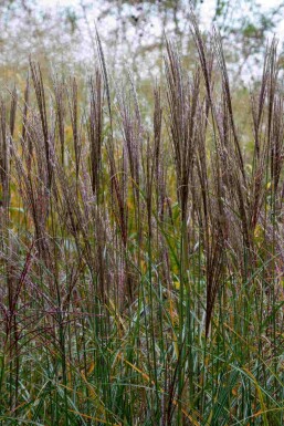 Chinaschilf Miscanthus sinensis 'Yaku Jima' 5-10 Topf P9 Miscanthus sinensis 'Yaku Jima'