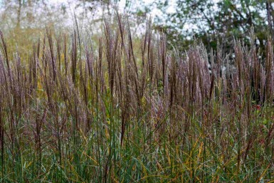 Chinaschilf Miscanthus sinensis 'Yaku Jima' 5-10 Topf P9 Miscanthus sinensis 'Yaku Jima'