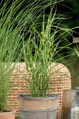 Chinaschilf Miscanthus sinensis 'Zebrinus' 5-10 Topf P9 Miscanthus sinensis 'Zebrinus'