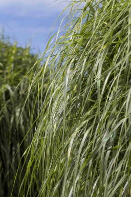 Chinaschilf Miscanthus sinensis 'Zebrinus' 5-10 Topf P9 Miscanthus sinensis 'Zebrinus'
