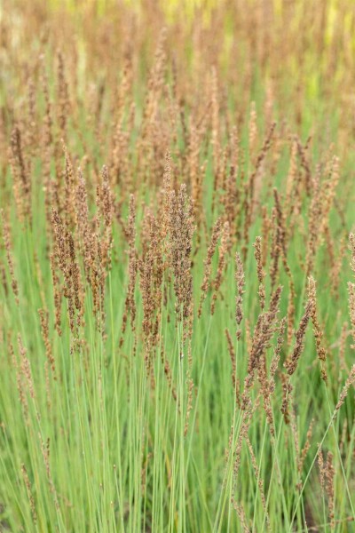Pfeifengras Molinia caerulea 'Heidezwerg' 5-10 Topf P9 Molinia caerulea 'Heidezwerg'