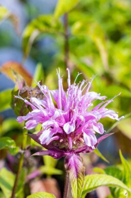Indianernessel Monarda fistulosa 'Croftway Pink' 5-10 Topf P9 Monarda fistulosa 'Croftway Pink'