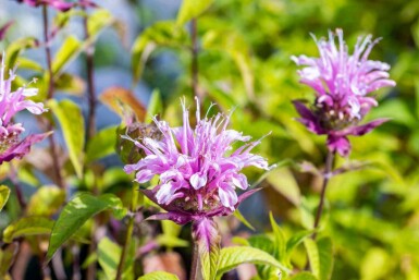 Indianernessel Monarda fistulosa 'Croftway Pink' 5-10 Topf P9 Monarda fistulosa 'Croftway Pink'