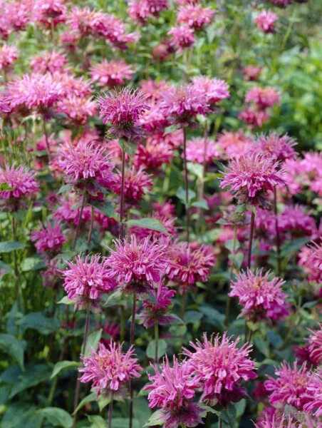 Indianernessel Monarda fistulosa 'Marshall's Delight' 5-10 Topf P9 Monarda fistulosa 'Marshall's Delight'
