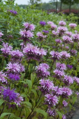Indianernessel Monarda fistulosa 'Prärienacht' 5-10 Topf P9 Monarda fistulosa 'Prärienacht'