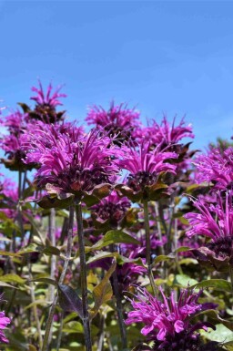 Indianernessel Monarda fistulosa 'Scorpion' 5-10 Topf P9 Monarda fistulosa 'Scorpion'