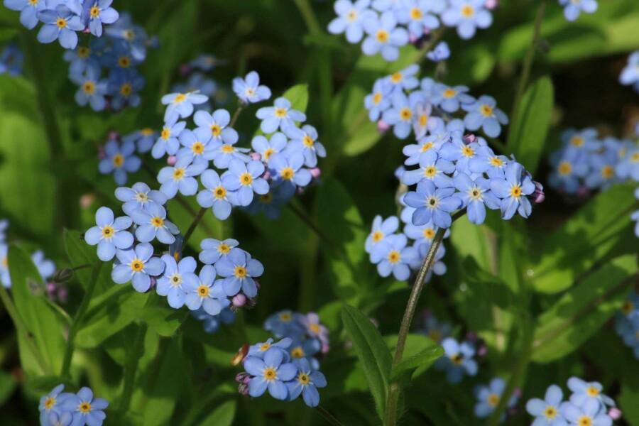 Sumpf-Vergißmeinnicht Myosotis palustris 5-10 Topf P9 Myosotis palustris