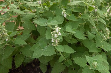 Katzenminze Nepeta cataria 5-10 Topf P9 Nepeta cataria