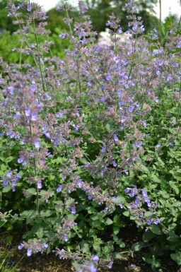 Katzenminze Nepeta faassenii 'Dropmore' 5-10 Topf P9 Nepeta faassenii 'Dropmore'