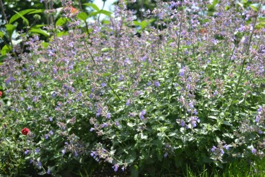 Katzenminze Nepeta faassenii 'Dropmore' 5-10 Topf P9 Nepeta faassenii 'Dropmore'