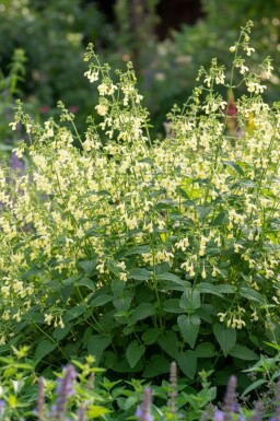 Katzenminze Nepeta govaniana 5-10 Topf P9 Nepeta govaniana