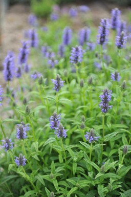 Katzenminze Nepeta nervosa 5-10 Topf P9 Nepeta nervosa