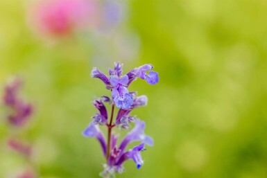 Katzenminze Nepeta faassenii 'Senior' 5-10 Topf P9 Nepeta faassenii 'Senior'