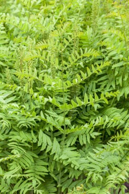 Königsfarn Osmunda regalis 5-10 Topf P9 Osmunda regalis