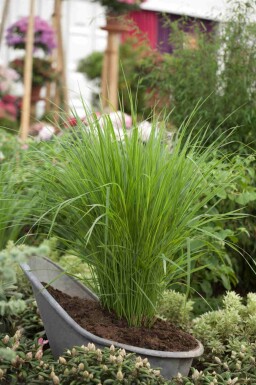 Rutenhirse Panicum virgatum 'Northwind' 5-10 Topf P9 Panicum virgatum 'Northwind'