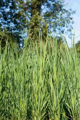 Rutenhirse Panicum virgatum 'Northwind' 5-10 Topf P9 Panicum virgatum 'Northwind'