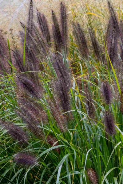 Lampenputzergras Pennisetum alopecuroides 'Black Beauty' 5-10 Topf P9 Pennisetum alopecuroides 'Black Beauty'