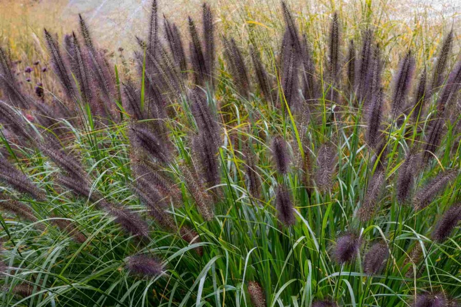 Lampenputzergras Pennisetum alopecuroides 'Black Beauty' 5-10 Topf P9 Pennisetum alopecuroides 'Black Beauty'