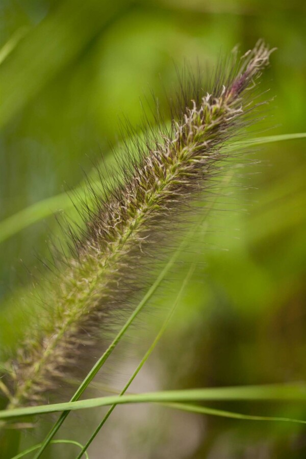 Lampenputzergras Pennisetum alopecuroides 'Viridescens' 5-10 Topf P9 Pennisetum alopecuroides 'Viridescens'