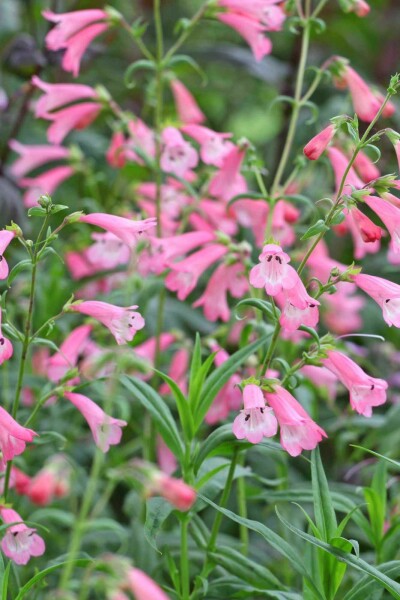 Bartfaden Penstemon hartwegii 'Apple Blossom' 5-10 Topf P9 Penstemon hartwegii 'Apple Blossom'