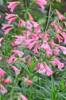 Bartfaden Penstemon hartwegii 'Apple Blossom' 5-10 Topf P9 Penstemon hartwegii 'Apple Blossom'