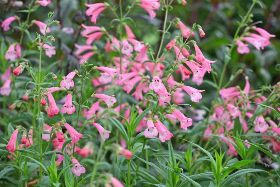 Bartfaden Penstemon hartwegii 'Apple Blossom' 5-10 Topf P9 Penstemon hartwegii 'Apple Blossom'