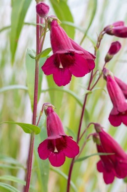 Bartfaden Penstemon 'Rich Ruby' 5-10 Topf P9 Penstemon 'Rich Ruby'