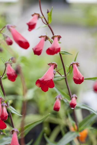 Bartfaden Penstemon hartwegii 'Paul Schönholzer' 5-10 Topf P9 Penstemon hartwegii 'Paul Schönholzer'