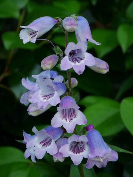 Bartfaden Penstemon 'Sour Grapes' 5-10 Topf P9 Penstemon 'Sour Grapes'